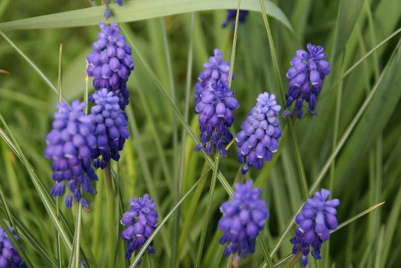 Unser Orchideenpark Bild Nr.020